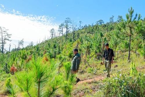 Nhận khoán rừng được hưởng chính sách gì?