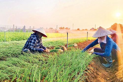 Chuyển đổi cây trồng trên đất lúa
