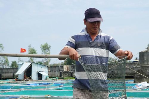 Quảng Nam: Gần 300 tấn cá nuôi trên sông Thu Bồn chết hàng loạt