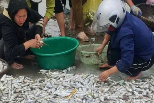 Ngư dân trúng đậm cá đù biển
