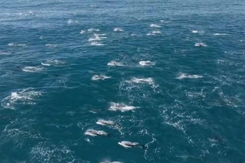 Kỳ thú đàn cá heo khổng lồ 2.000 con xuất hiện tại Vịnh Monterey