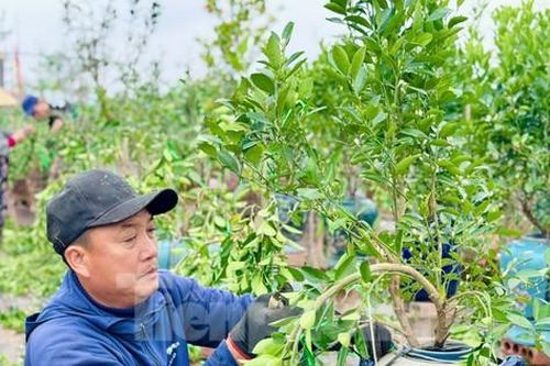 Nghề uốn cây cảnh, tạo dáng quất cho thu nhập tiền triệu mỗi ngày