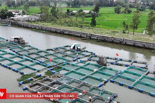 Hàng trăm tấn cá chết bất thường, thiệt hại hàng tỷ đồng