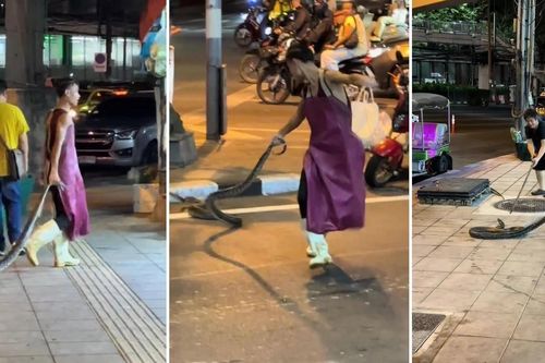 Người đàn ông tay không bắt rắn, cầm đuôi con vật kéo đi như đồ chơi