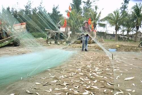 Đánh bắt cá trích đầu mùa, ngư dân Diễn Châu mỗi sáng thu tiền triệu