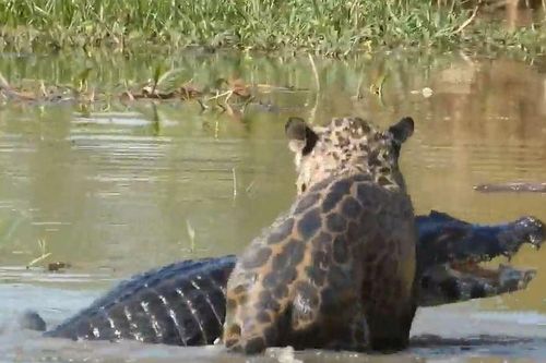 CLIP: Báo đốm phi xuống sông săn cá sấu Caiman và cái kết