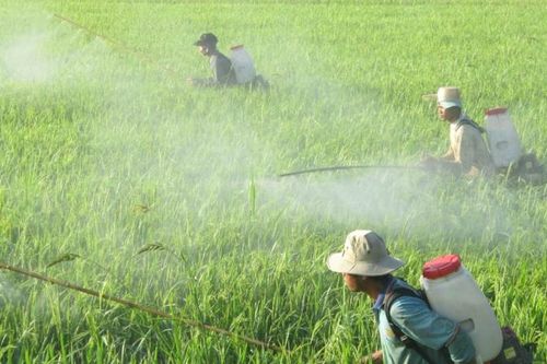 EU bỏ cắt giảm thuốc trừ sâu, hướng nào cho doanh nghiệp Việt?