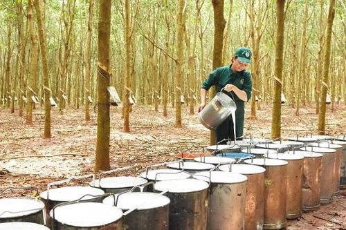 'Vàng trắng' tăng phi mã, doanh nghiệp cao su lãi lớn