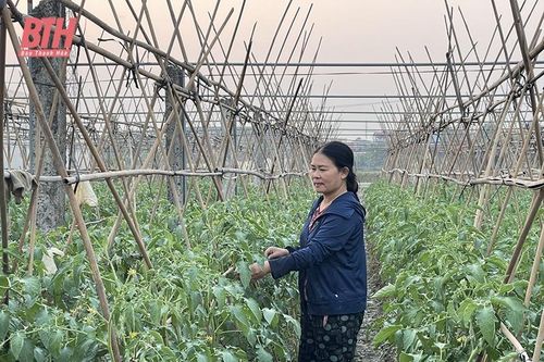 Phát triển cây trồng lợi thế