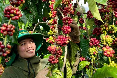 Gia Lai: Xuất khẩu 2 tháng đạt hơn 33,88% kế hoạch