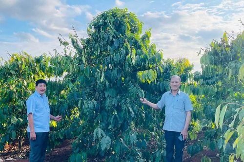 Chư Prông kiểm soát nguồn giống phục vụ tái canh cà phê