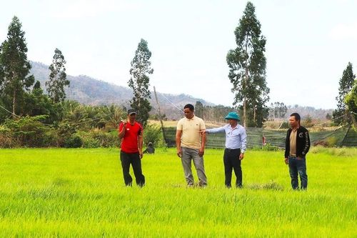 Dân làng Ya Ma-Hòa Bình khấm khá nhờ trồng lúa một giống chất lượng cao