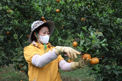 Thực hiện Nghị quyết 08 của HĐND tỉnh: Hiệu quả ở Bắc Sơn