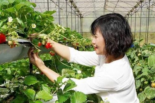 Xây dựng đường phố 'Dâu tây Đà Lạt'