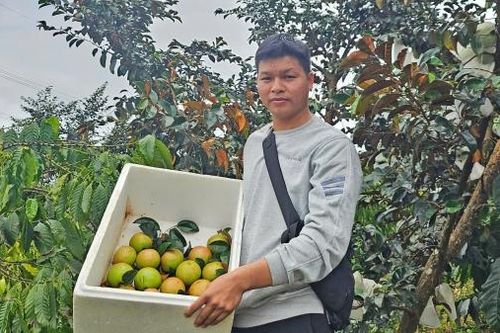Trồng vú sữa xen cà phê: Hướng đi mới của nông dân trẻ