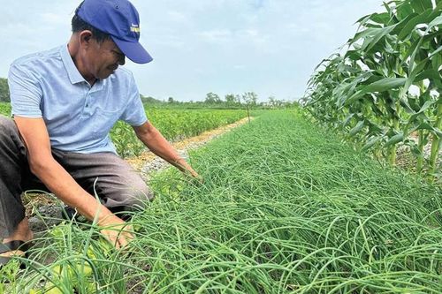 Quảng Điền mở rộng diện tích trồng ném