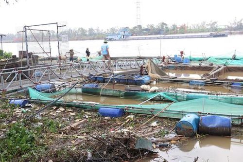 Các mức hỗ trợ khôi phục sản xuất nông nghiệp tại Hải Dương khi xảy ra thiên tai, dịch hại