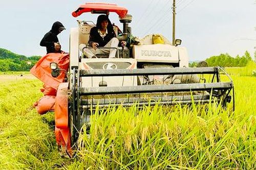 Nông dân Hà Tĩnh 'hái ra tiền' nhờ đa hướng phát triển kinh tế