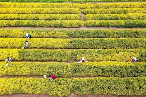 Giảm chi phí đầu vào, tăng khả năng cạnh tranh cho HTX