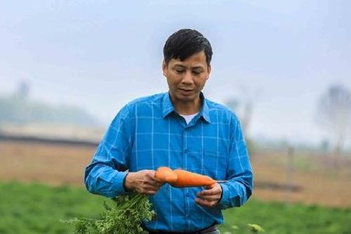 'Thủ phủ' cà rốt Hải Dương dư sản lượng, thiếu đất trồng – HTX khao khát bứt phá