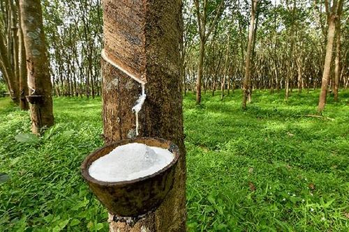Đánh giá năm 2025 có nhiều thách thức và cơ hội đan xen, Cao su Phước Hòa (PHR) đặt mục tiêu 'đi lùi'