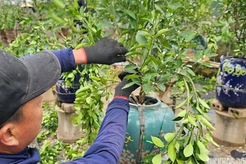 Nghề tạo dáng quất cảnh kiếm tiền triệu mỗi ngày