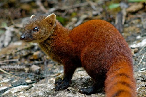 Khám phá về loài thú ăn thịt kỳ lạ chỉ có ở đảo Madagascar