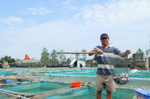 Quảng Nam: Gần 300 tấn cá nuôi lồng bè bị chết