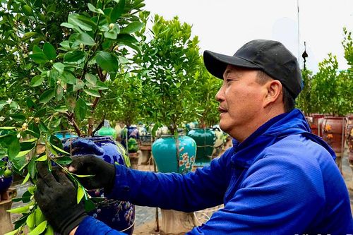 Cận cảnh người dân trồng quất cảnh Tứ Liên tạo dáng, uốn thế cho cây