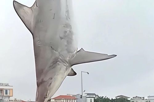 Ngư dân Quảng Ngãi câu được cá nhám nặng hơn 200kg