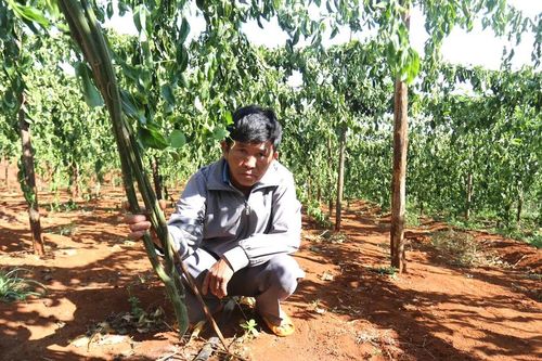 Gia Lai: Điều tra vụ chặt phá hàng trăm cây chanh dây của dân