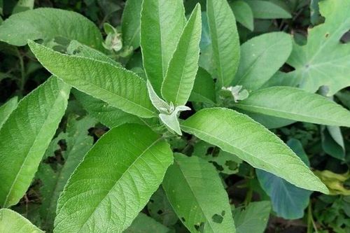 Chiết xuất từ cây đại bi thay thế kháng sinh