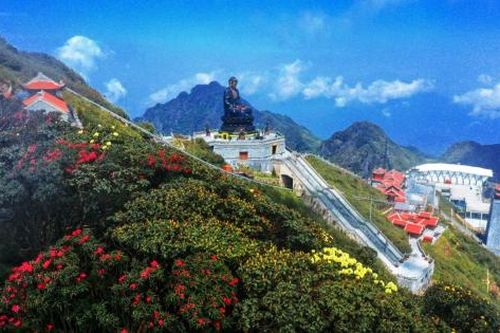 Mùa hoa đỗ quyên không thể bỏ qua khi đến Fansipan