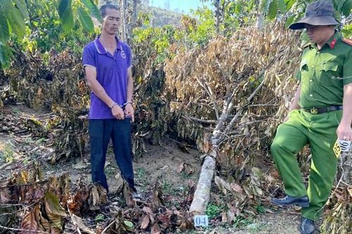 Khởi tố anh rể chặt phá vườn cà phê, sầu riêng của em vợ
