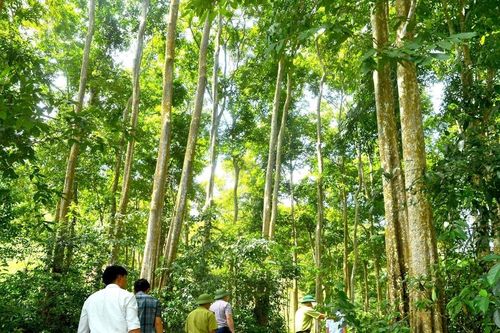 Tỷ lệ che phủ rừng ở Nghệ An đạt gần 60%