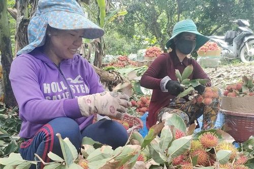 Chôm chôm nghịch vụ cho lợi nhuận tăng gấp 3 lần