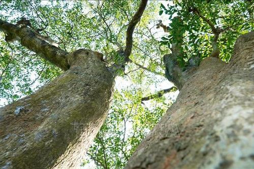 Gìn giữ 'báu vật' của làng