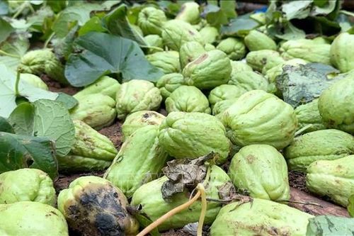 Nghệ An: Hàng trăm tấn su su, cà rốt không tiêu thụ được