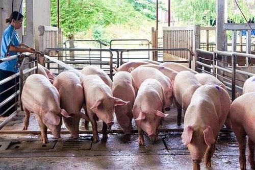 Bầu Đức hoàn tất việc giải thể công ty con chuyên mảng chăn nuôi