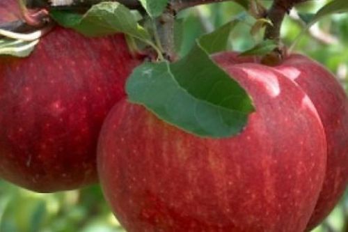Bùng nổ tiêu dùng xanh, táo Pháp trở thành lựa chọn yêu thích của người Việt