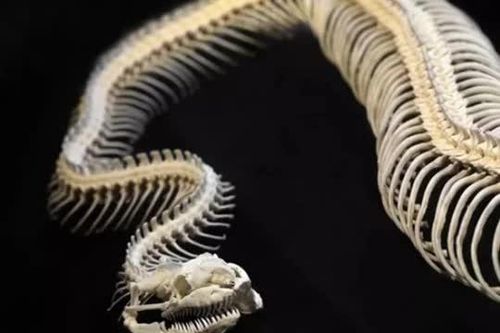 Kinh hãi 3 'quái xà' đã tuyệt chủng hàng triệu năm trước