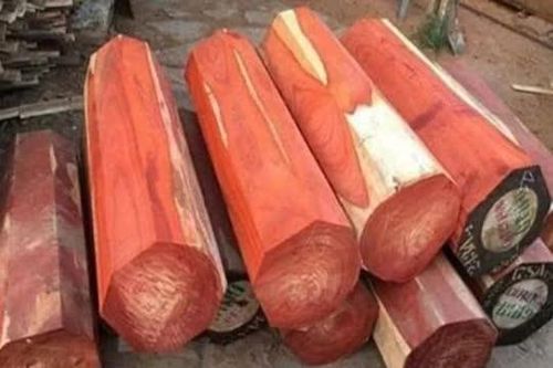 Loại gỗ quý hiếm có lõi chảy ra 'vàng lỏng', được bán với giá 160 triệu đồng/kg, đắt nhất nhì thế giới