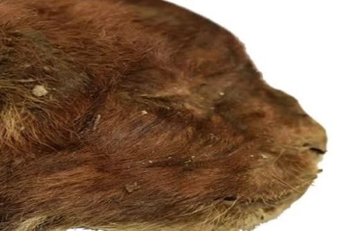 Tìm thấy xác ướp mèo răng kiếm còn nguyên vẹn ở Siberia