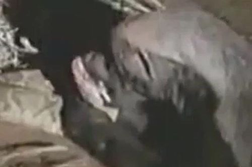 CLIP: Chủ động tấn công rắn tử thần, lửng mật ngất xỉu vì trúng độc và cái kết khiến người xem 'sốc' ngang