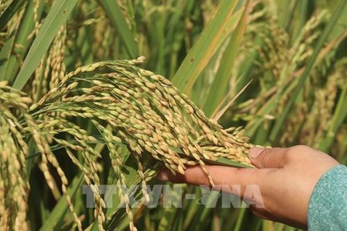 Đánh giá, xếp hạng hơn 20 giống lúa theo phân khúc chế biến