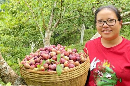 Biến 'vùng đất khó' thành vựa lê, mận