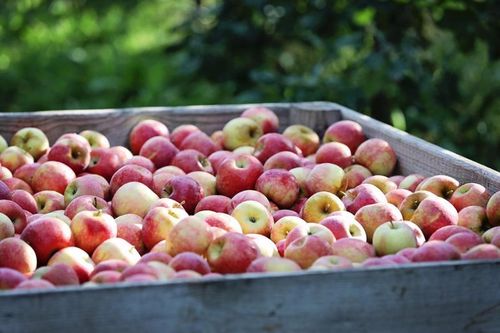 Đi tìm cảm hứng từ những vườn táo lâu đời của nước Pháp