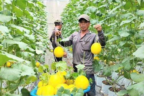 Nông dân Tân Châu thích ứng với biến đổi khí hậu