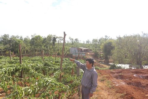 Ia Grai: Khẩn trương điều tra vụ chặt phá vườn chanh dây của người dân