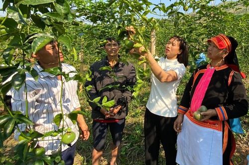 Phong Thổ vươn mình bứt phá